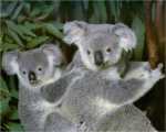 Koala&prime;s
