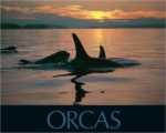 Orcas