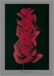 Red Roses I