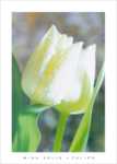 White Tulips