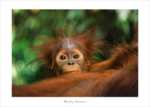 Monkey Business