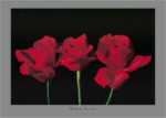 Red Roses II