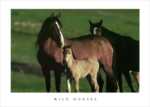 Wild Mustangs