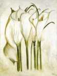 White Callas