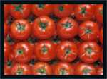 Pomodori