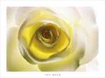 The Rose