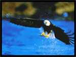 L&prime;aquila calva