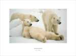 Ice Bears