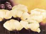 Yellow Poppies I