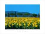 Sunflowers in Maremma