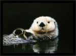 Lontra