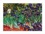 Iris
