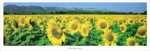 Tournesol