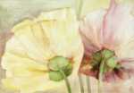 Behind the Poppies