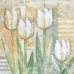 White Tulips