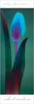 Tulip Chromatics I