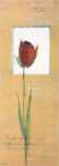 Tulipan II