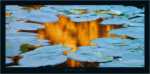 Waterlilies I