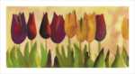 Tulipa II