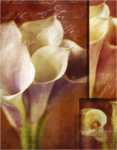 Calla Composite I