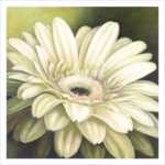 Daisy Portrait