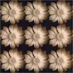 Daisy Chain