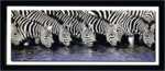 Zebre