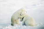 Two Polar Bears