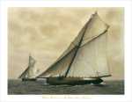 Cicely