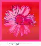 Daisy, 1982