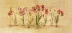 Summertime Amaryllis