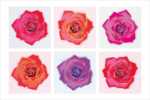 Pop Roses