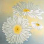 Margeriten in wei�