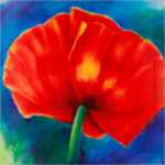 Nachtmohn I