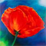 Nachtmohn II