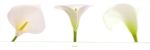 Arums