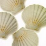 Shells II