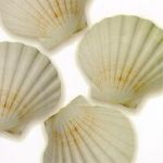 Shells II