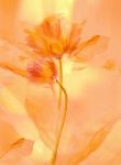 Transparence VII