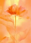 Transparence VIII