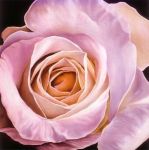 White Rose at Dusk