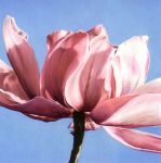 Magnolia in a Cloudless Sky