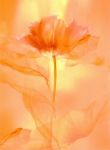 Transparence VIII