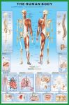 Human Body