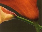 RED LILIES I