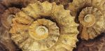 FOSSIL