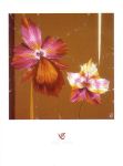 ORCHIDS AND SEEDS