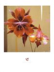 ORCHID AND CORN POPPY