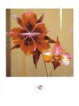 ORCHID AND CORN POPPY