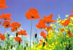 Poppy Field Pole Mak�w